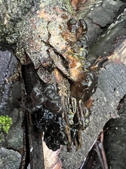 Exidia