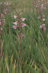 Watsonia meriana