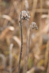 Pilosella caespitosa