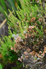 Orophanes