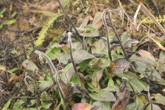 Pilosella caespitosa