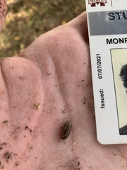Armadillidium nasatum