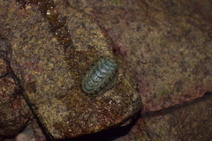 Acanthochitona rubrolineata