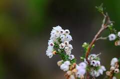 Orophanes