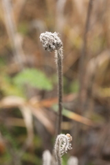 Pilosella caespitosa