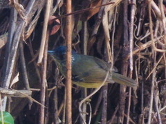 Dysithamnus stictothorax