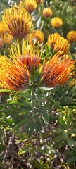 Leucospermum × hybridum
