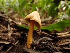 Hygrocybe conica