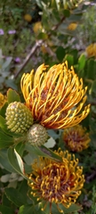 Leucospermum × hybridum