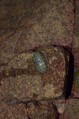Acanthochitona rubrolineata