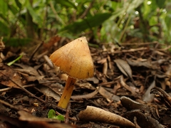 Hygrocybe conica