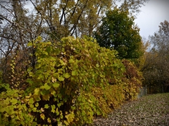Vitis riparia