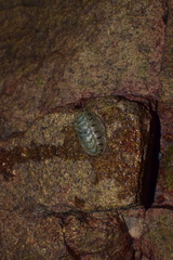 Acanthochitona rubrolineata