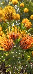 Leucospermum × hybridum
