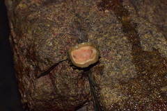 Acanthochitona rubrolineata