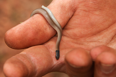 Aparallactus capensis