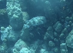 Cyclichthys spilostylus