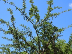 Vachellia robusta clavigera