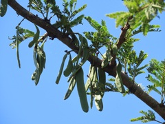 Vachellia robusta clavigera