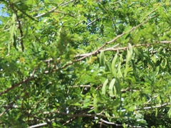 Vachellia robusta clavigera