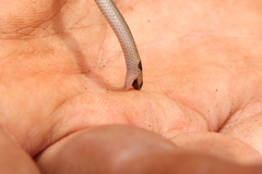 Aparallactus capensis