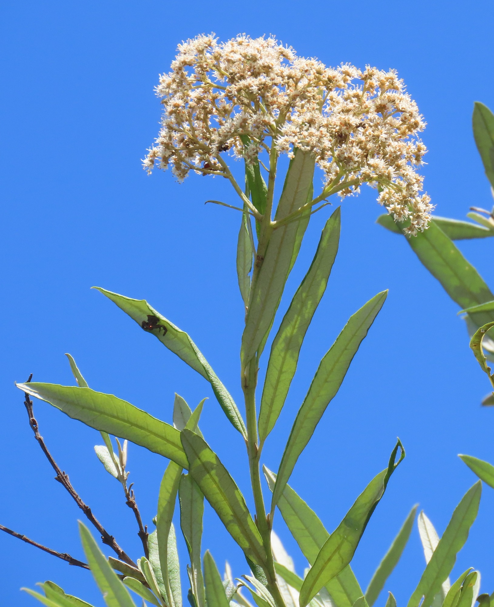 Buddleja saligna