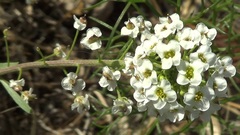 Lobularia