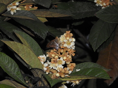 Aguna asander asander