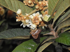 Aguna asander asander