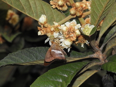 Aguna asander asander