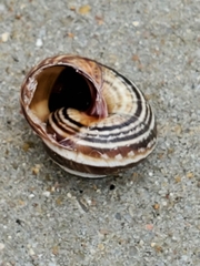Cernuella virgata