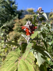 Colquhounia coccinea