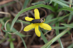 Acmaeodera ruficaudis