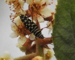 Placosternus erythropus