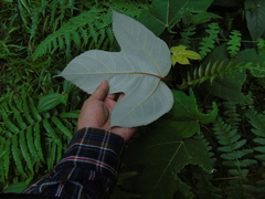 Ficus grossularioides