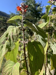 Colquhounia coccinea