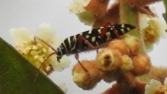 Placosternus erythropus