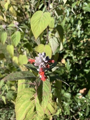 Colquhounia coccinea