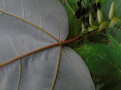 Ficus grossularioides