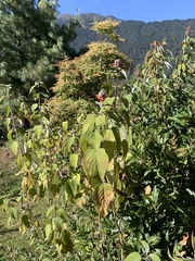 Colquhounia coccinea
