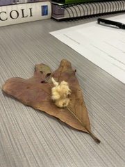 Callirhytis infuscata