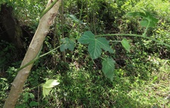 Dalechampia capensis