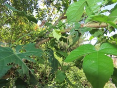 Dalechampia capensis