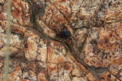 Hyalomma