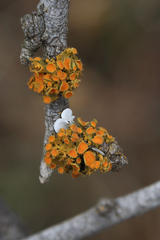 Teloschistes chrysophthalmus