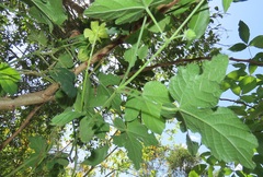 Dalechampia capensis