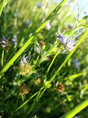 Jasione