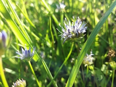Jasione