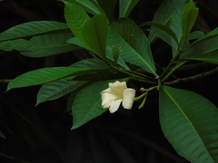 Voacanga foetida