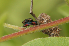 Agrilinae